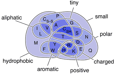 Amino Acid Properties Venn Diagram