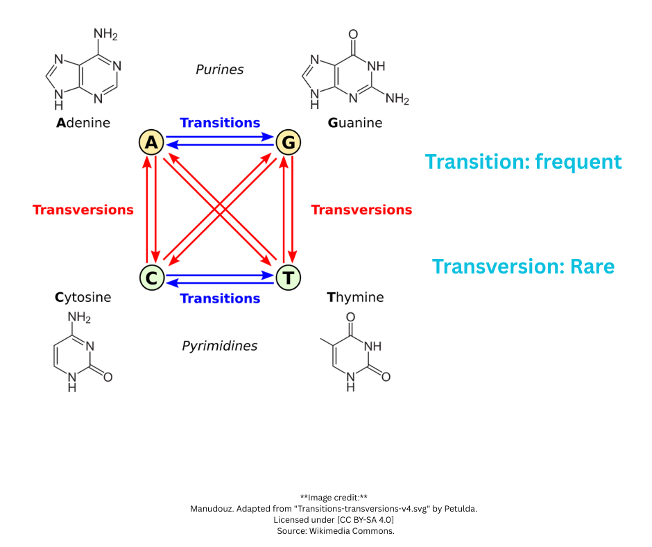 Transversion and Transition
